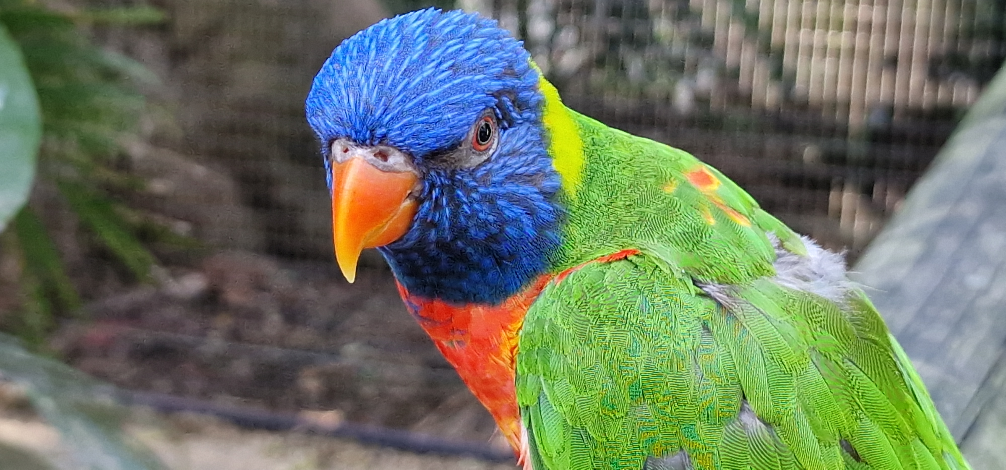 Rainbow Lorikeet Rainbow Lorikeet