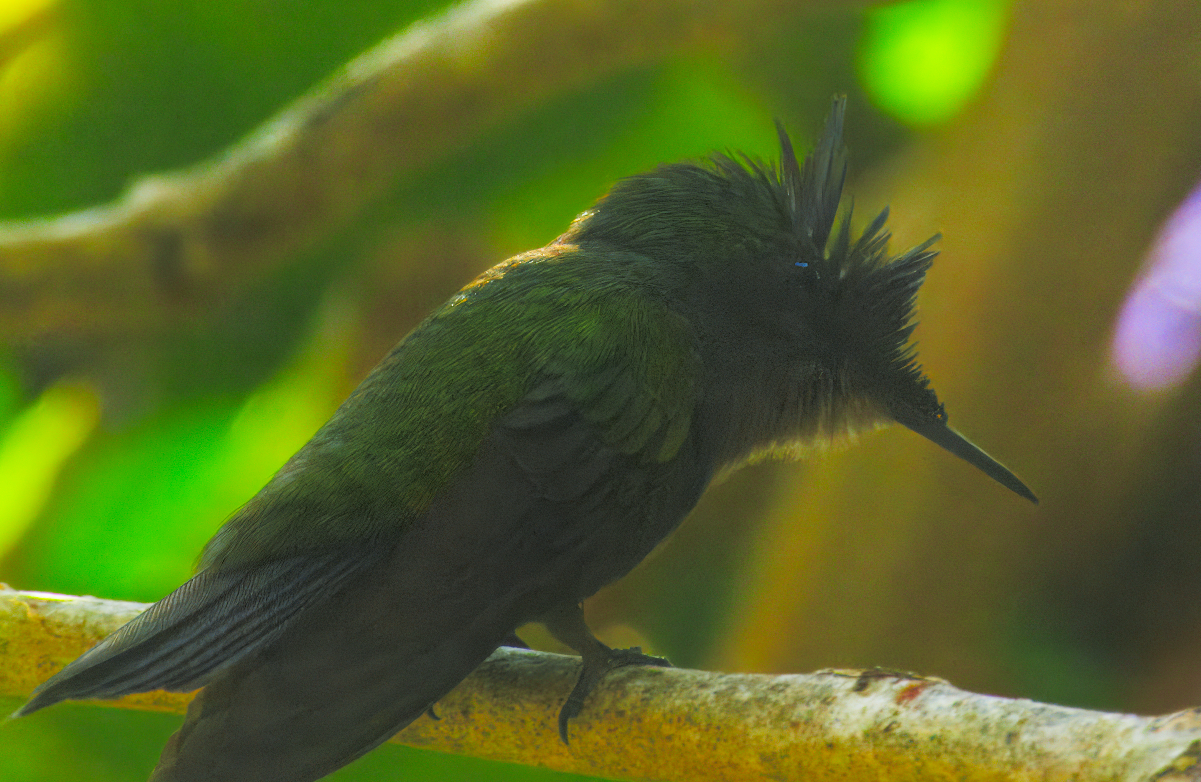 Antillean Crested Hummingbird Antillean Crested Hummingbird