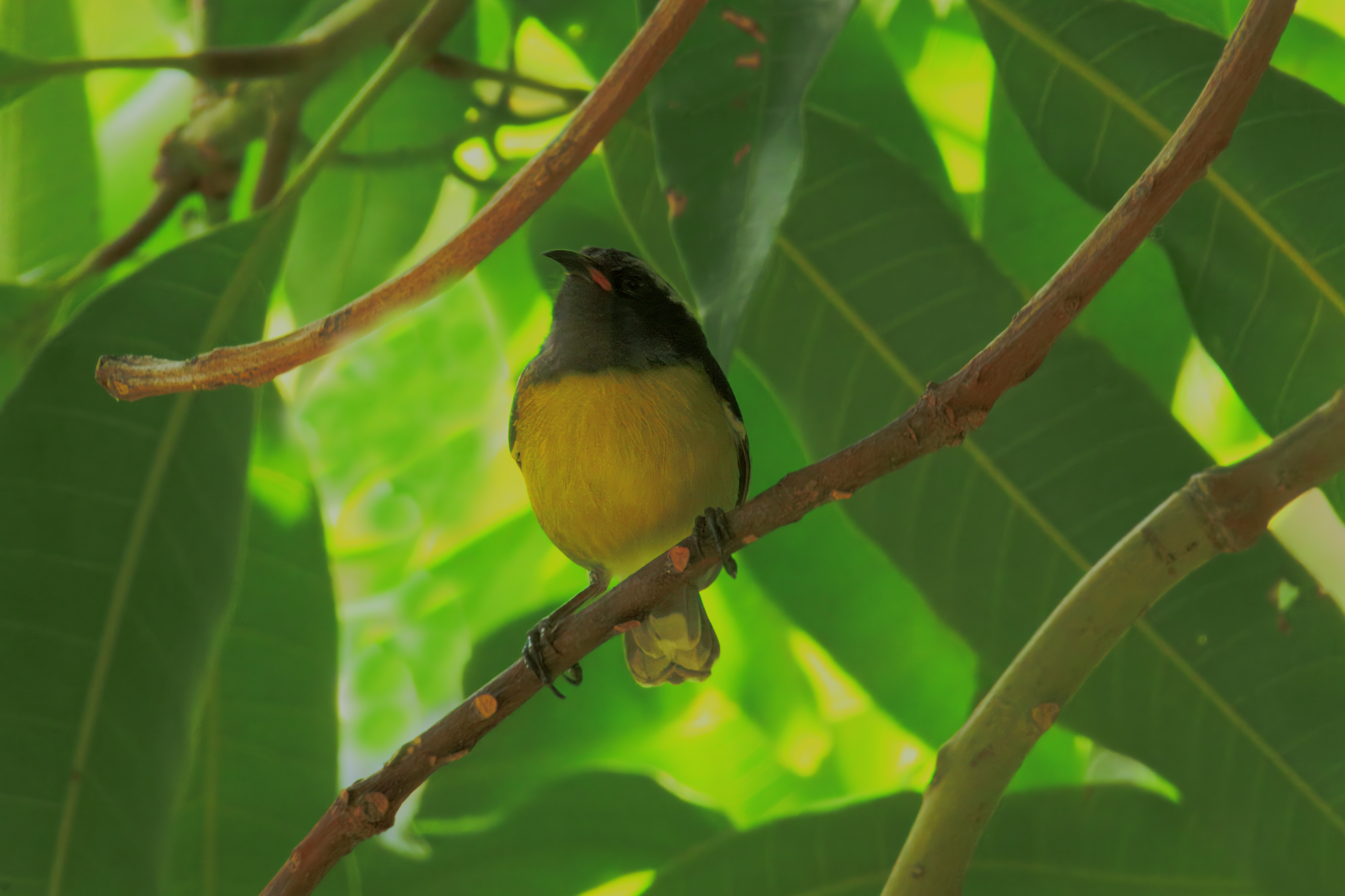 Bananaquit JBIMG 1926