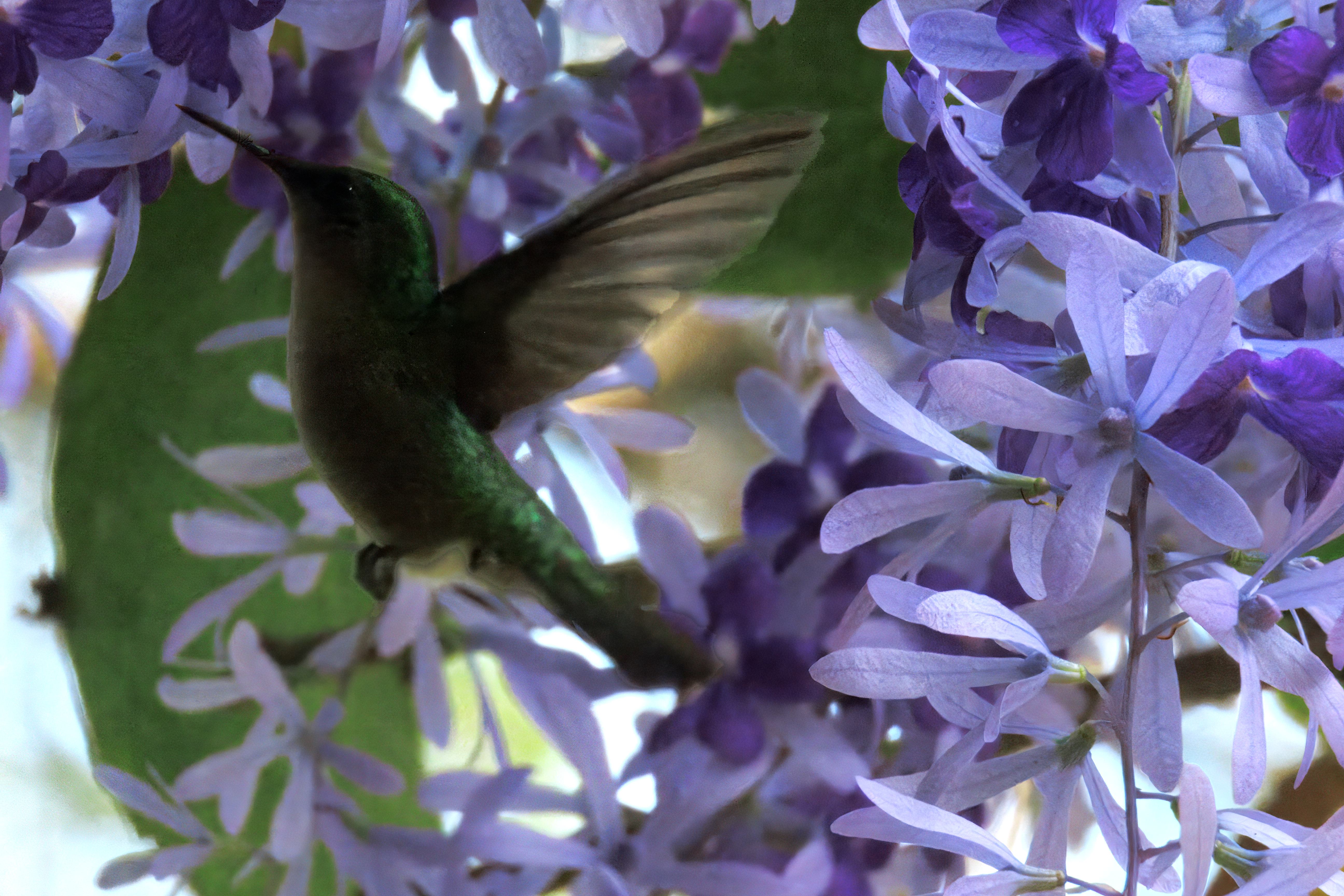 Green Throated Carib Green Throated Carib