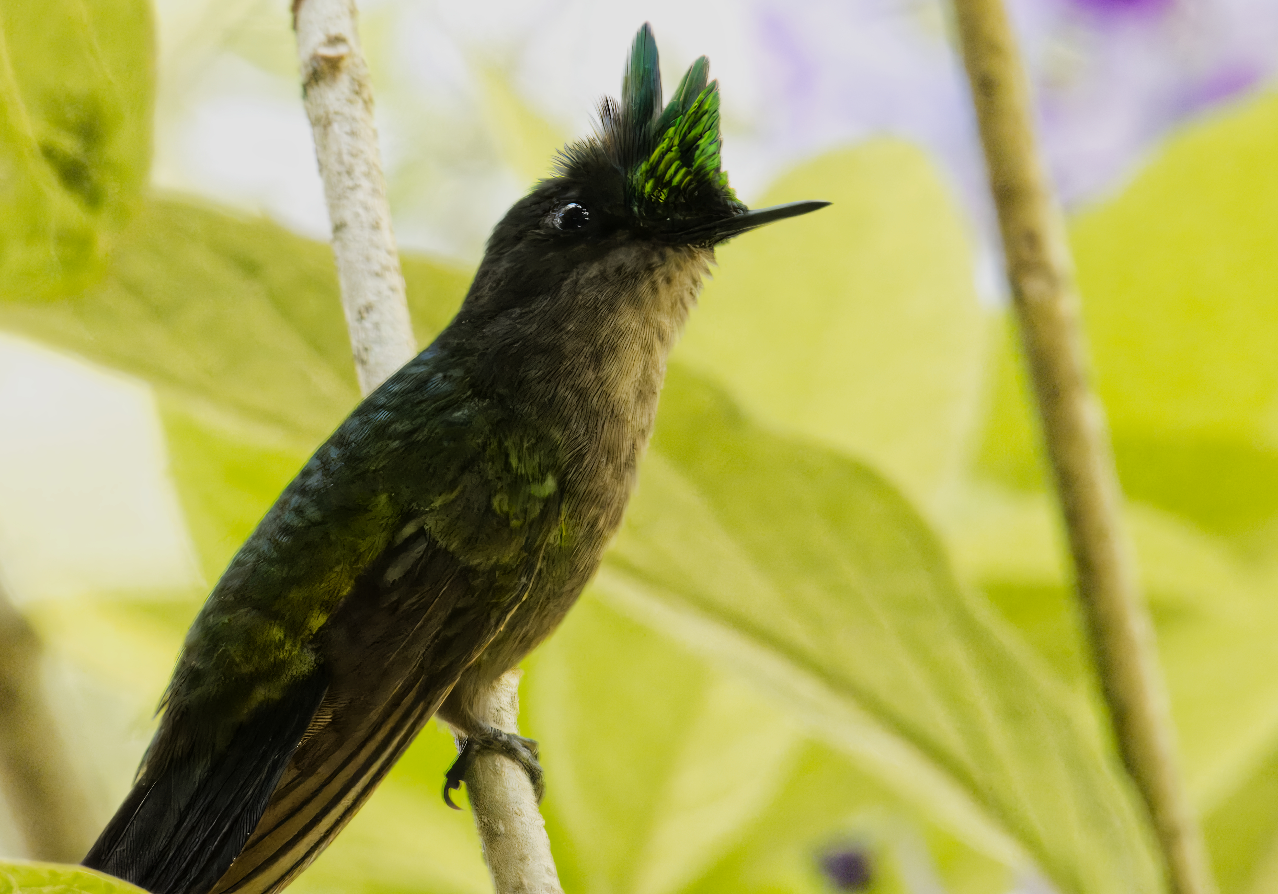 Antillean Crested Hummingbird Antillean Crested Hummingbird