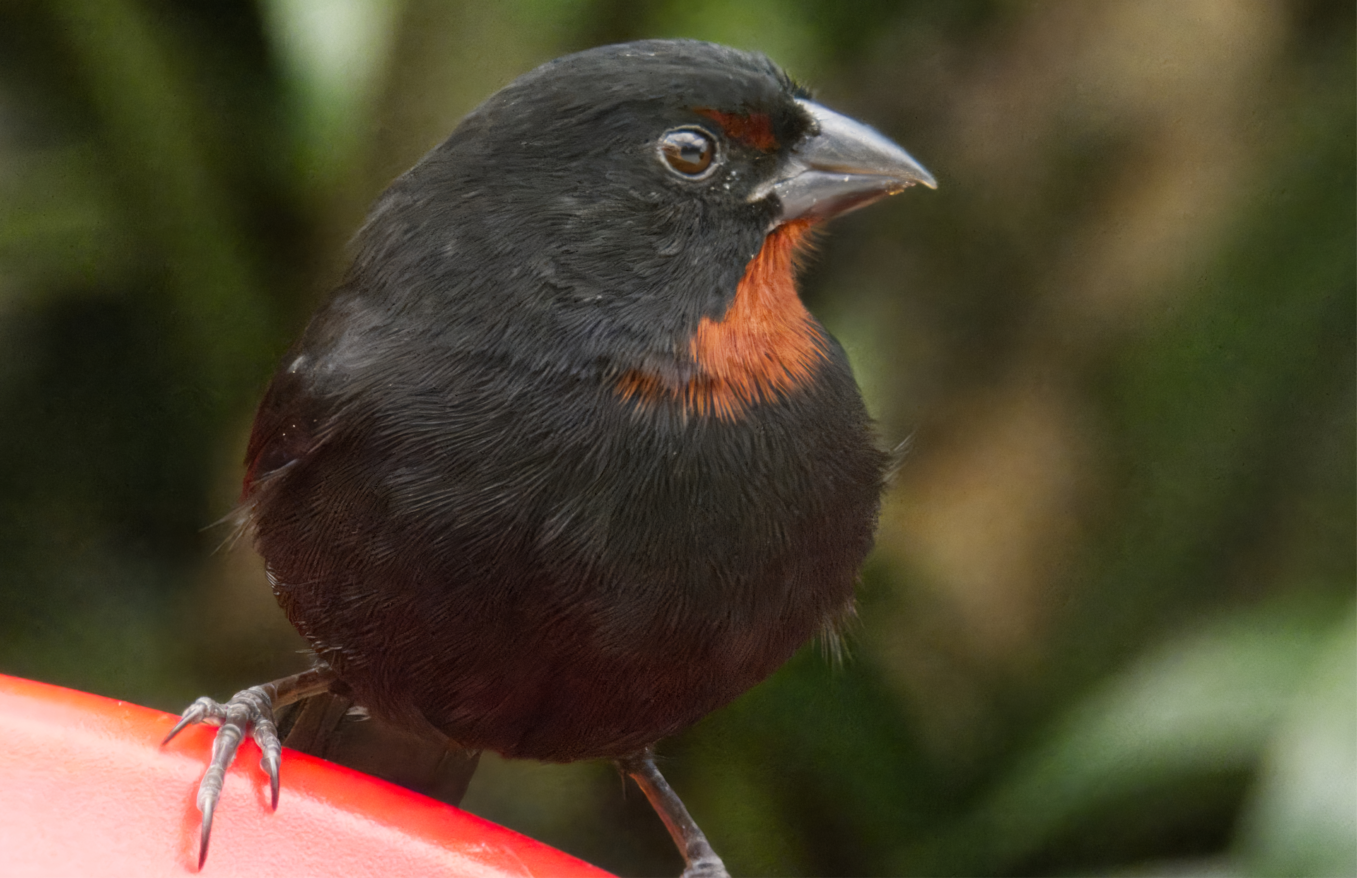 Lesser Antillean Bullfinch Lesser Antillean Bullfinch