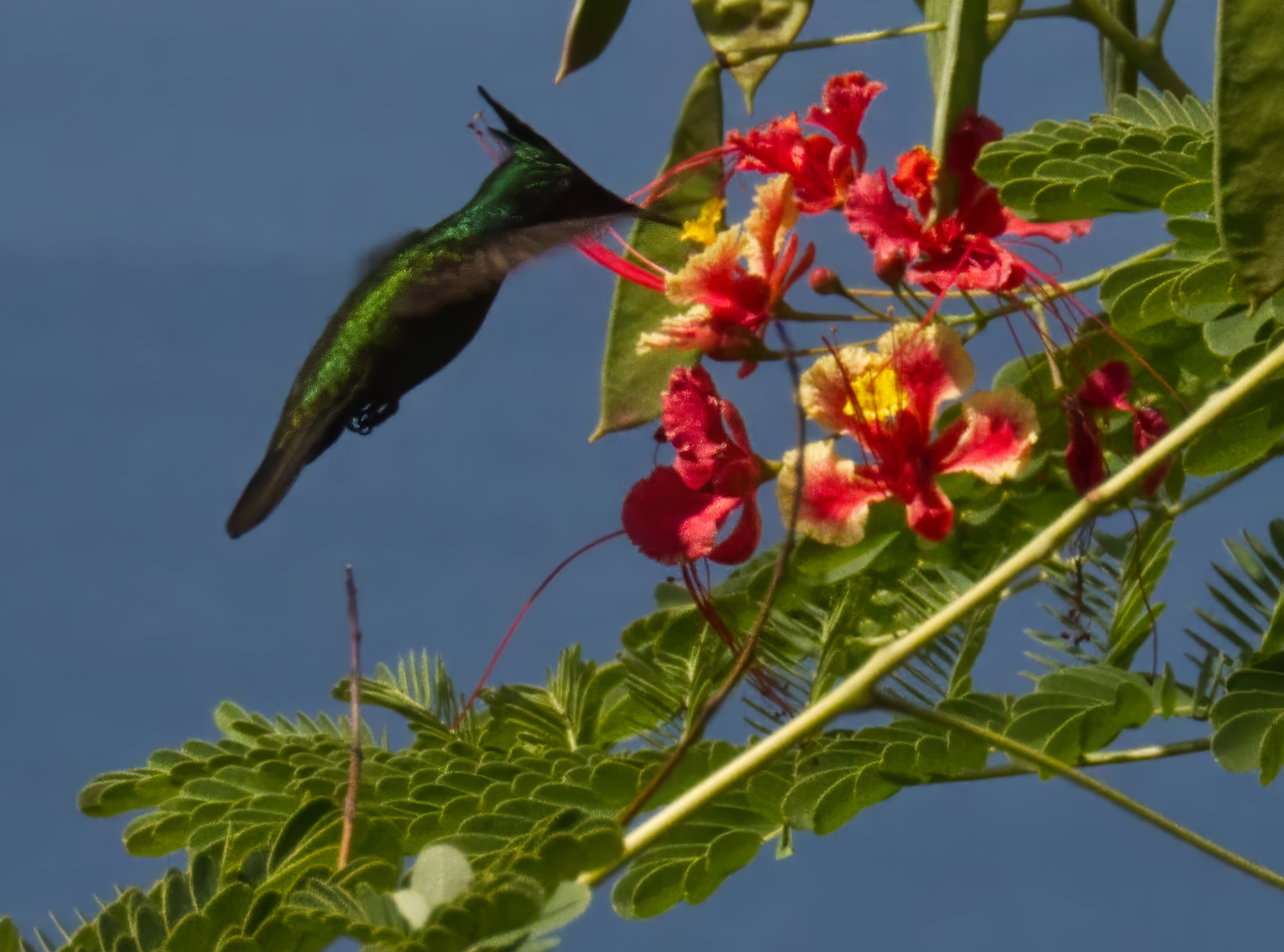 Antillean Crested Hummingbird Antillean Crested Hummingbird