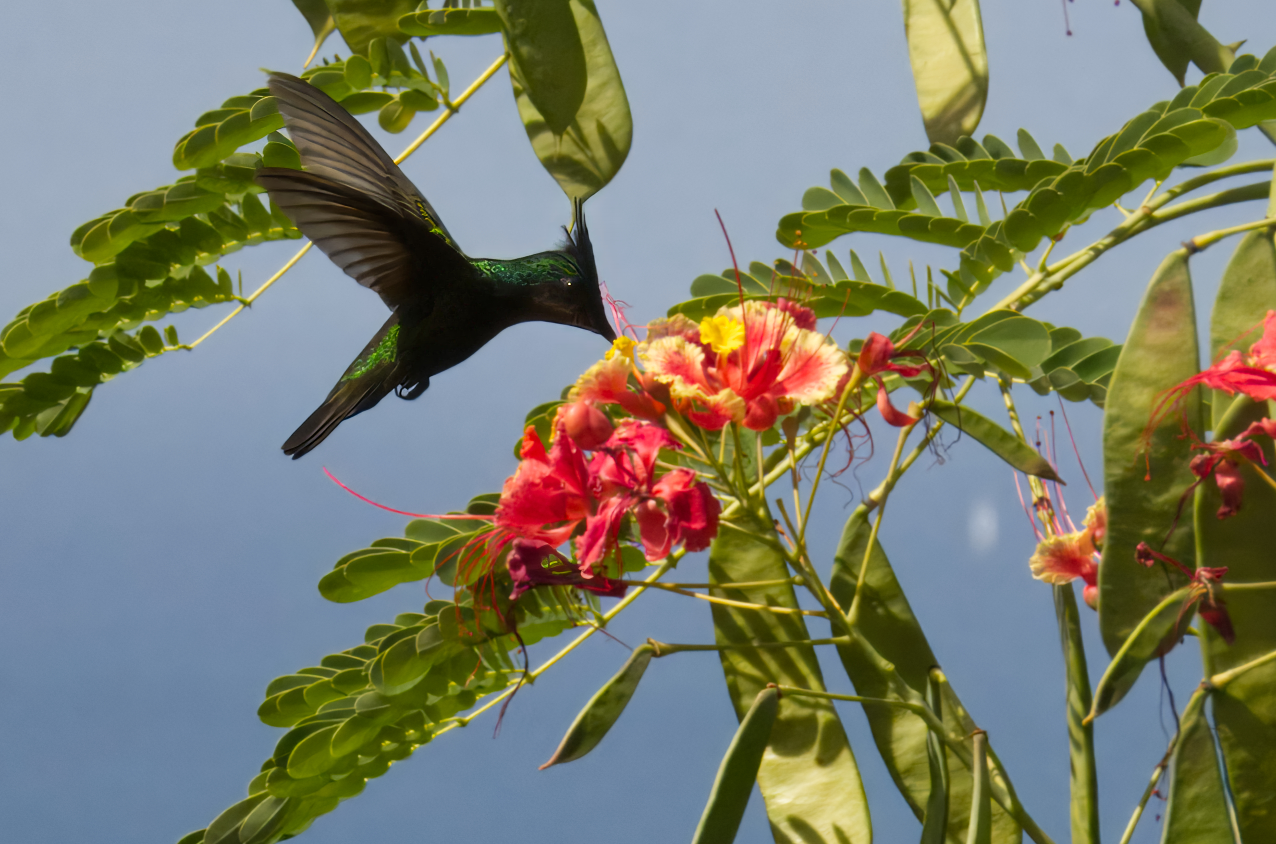 Antillean Crested Hummingbird Antillean Crested Hummingbird