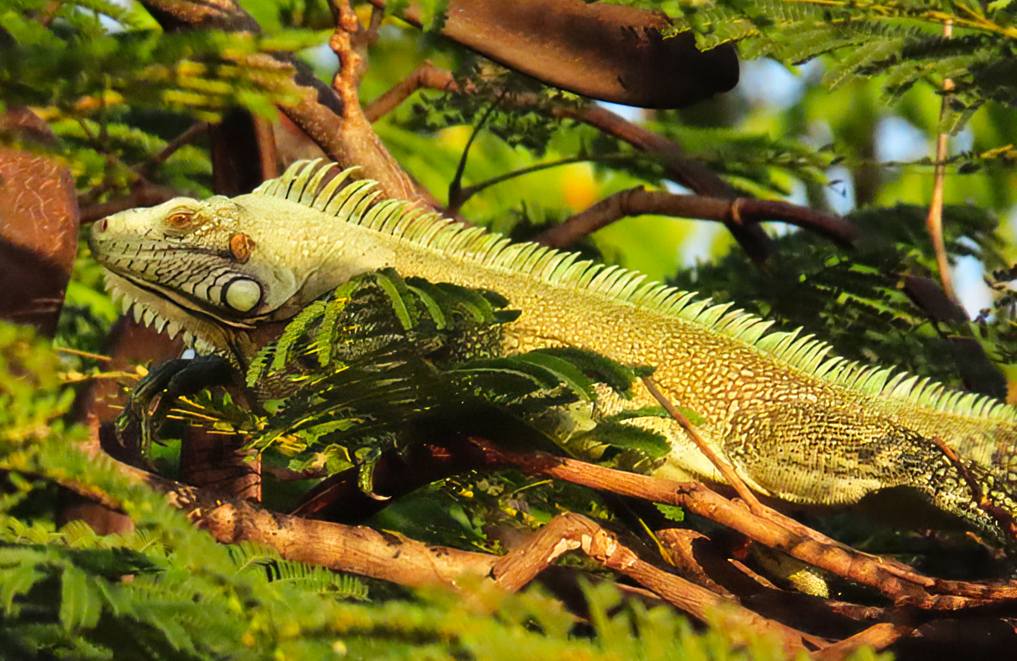 Green Iguana, Guadaloupe Green Iguana, Guadaloupe